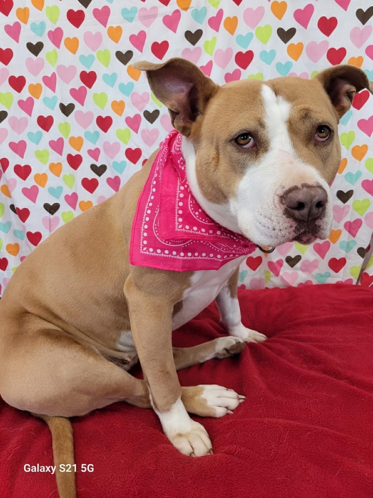 Enlarge Stella, a Adoptable mixed breed in Leesburg, AL image 4/5