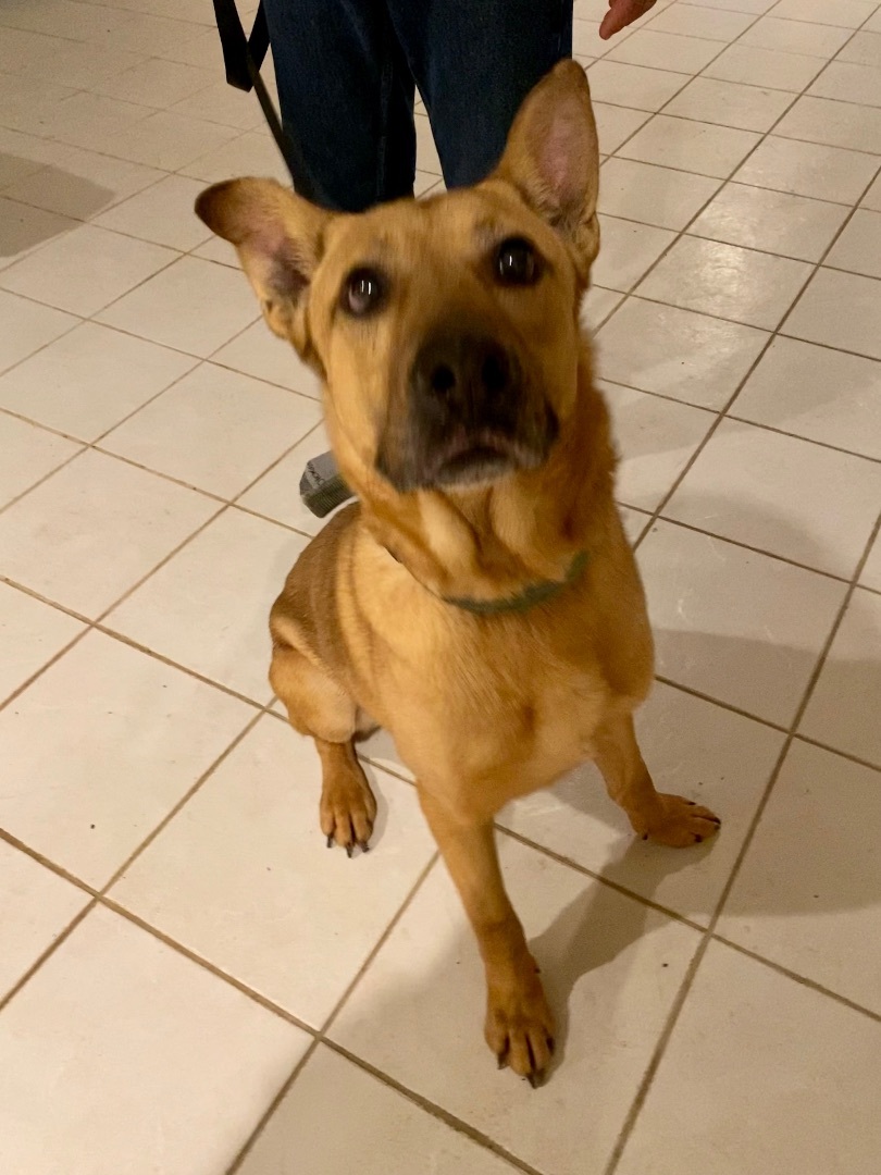 Batman, a Adoptable mixed breed in Greenfield, OH image 1/6