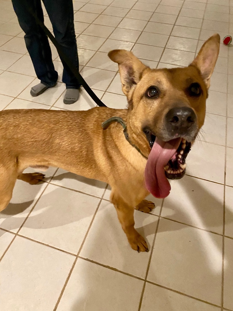 Batman, a Adoptable mixed breed in Greenfield, OH image 3/6