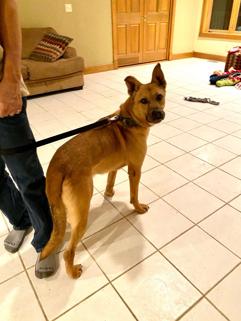 Batman, Adoptable, Adult Male German Shepherd Dog & Plott Hound.