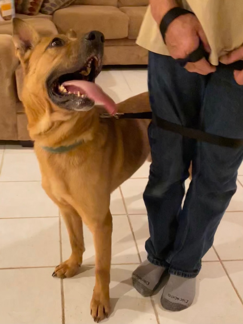 Batman, a Adoptable mixed breed in Greenfield, OH image 5/6