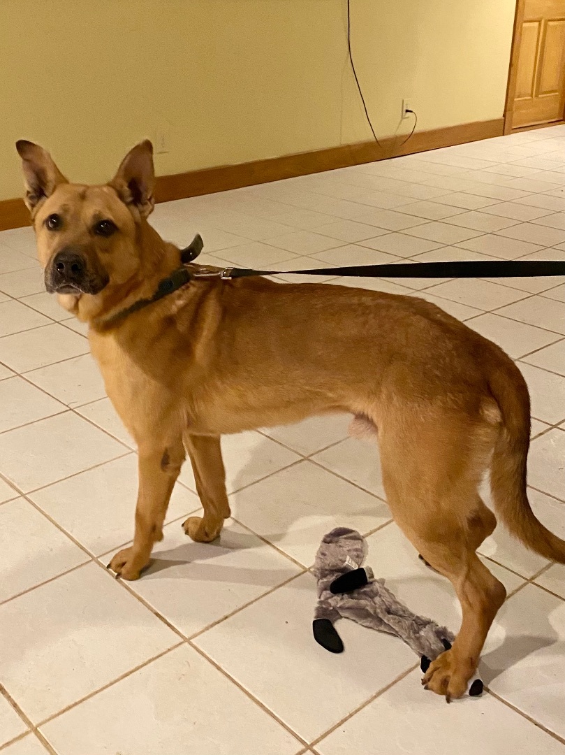 Batman, a Adoptable mixed breed in Greenfield, OH image 6/6