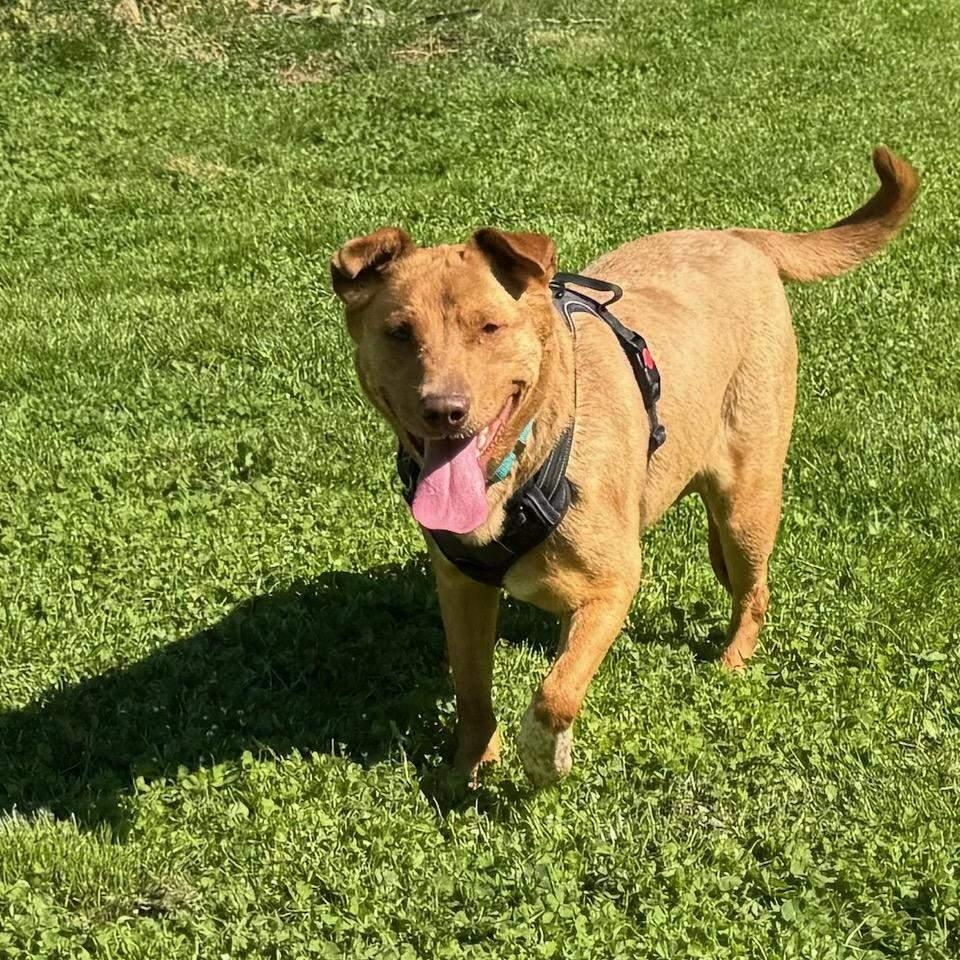 Callie - Loyal Lab-Mix Puppy Needs Foster