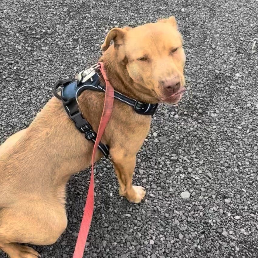 Callie - Loyal Lab-Mix Puppy Needs Foster