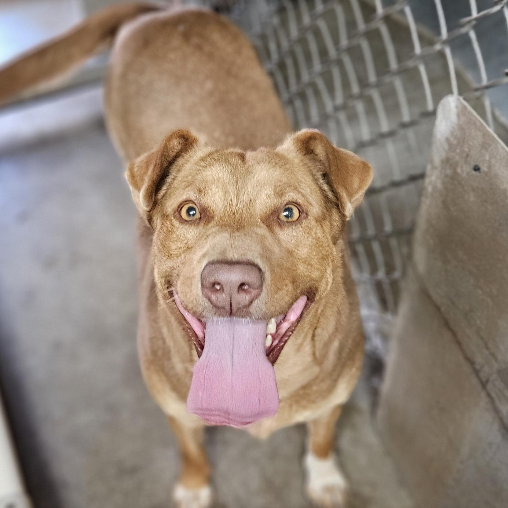 Enlarge Callie - Loyal Lab-Mix Puppy Needs Foster, a Adoptable mixed breed in Kirkland, WA image 1/6