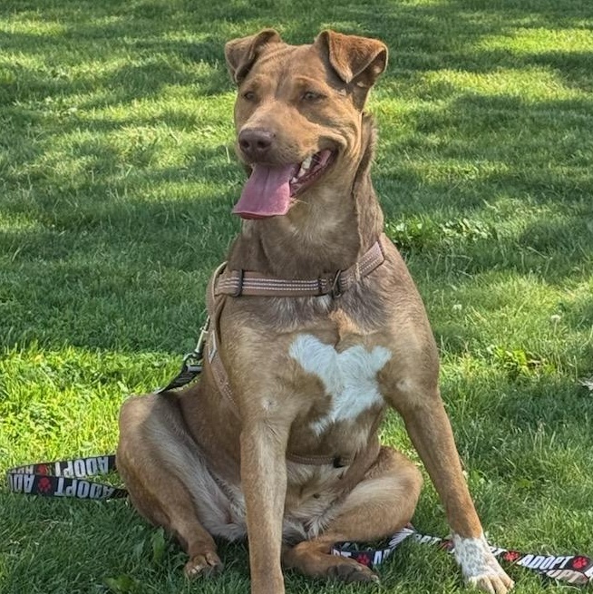 Callie - Loyal Lab-Mix Puppy Needs Foster