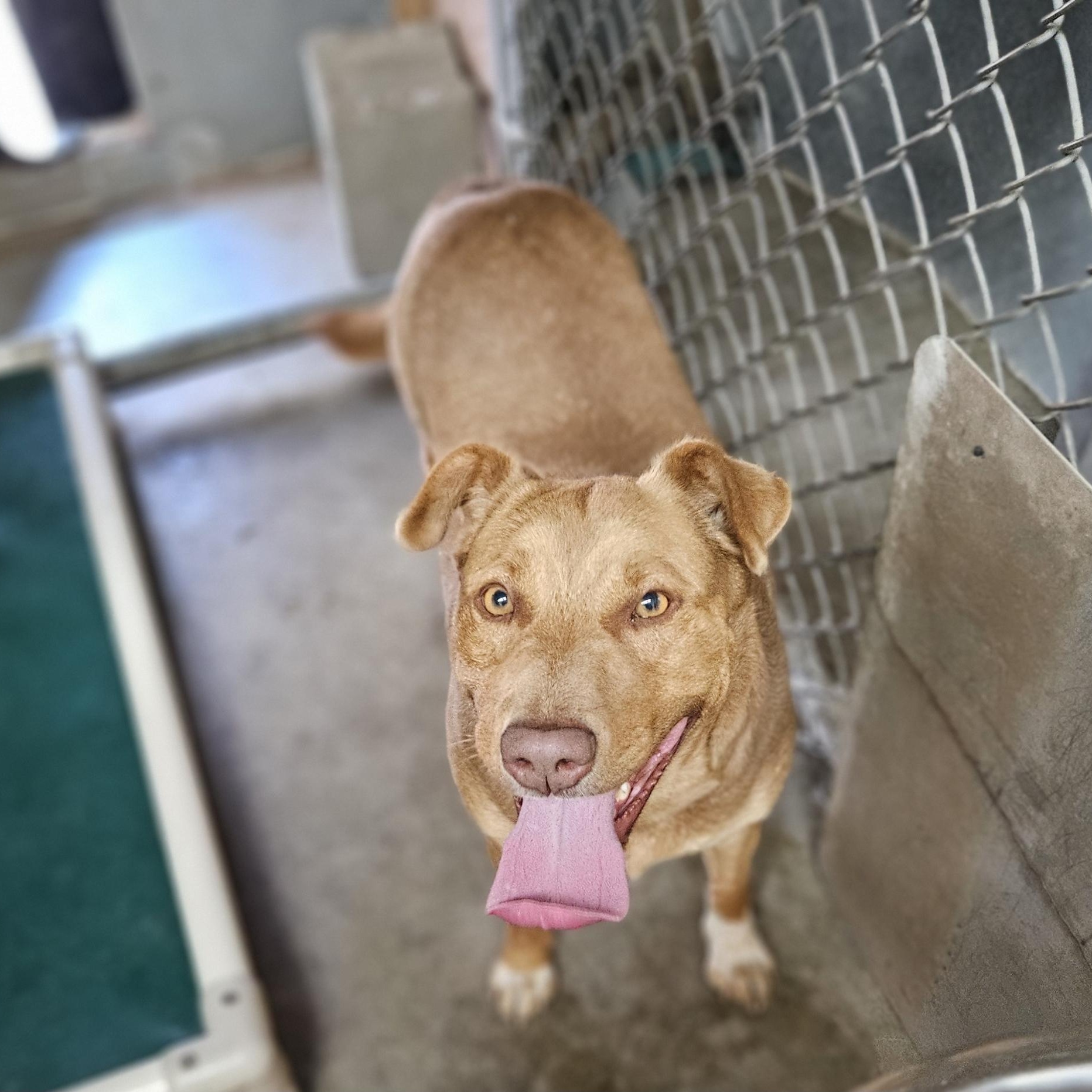 Enlarge Callie - Loyal Lab-Mix Puppy Needs Foster, a Adoptable mixed breed in Kirkland, WA image 3/6