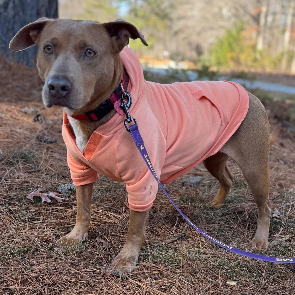 Mivvie 25-1280, Adoptable, Adult Female Mixed Breed.