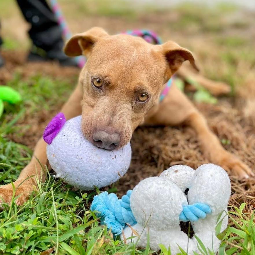 Mivvie 25-1280, a Adoptable Mixed Breed in Yanceyville, NC image 2/5