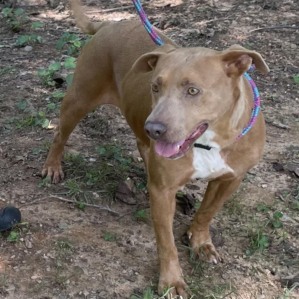 Mivvie 25-1280, a Adoptable Mixed Breed in Yanceyville, NC image 3/5