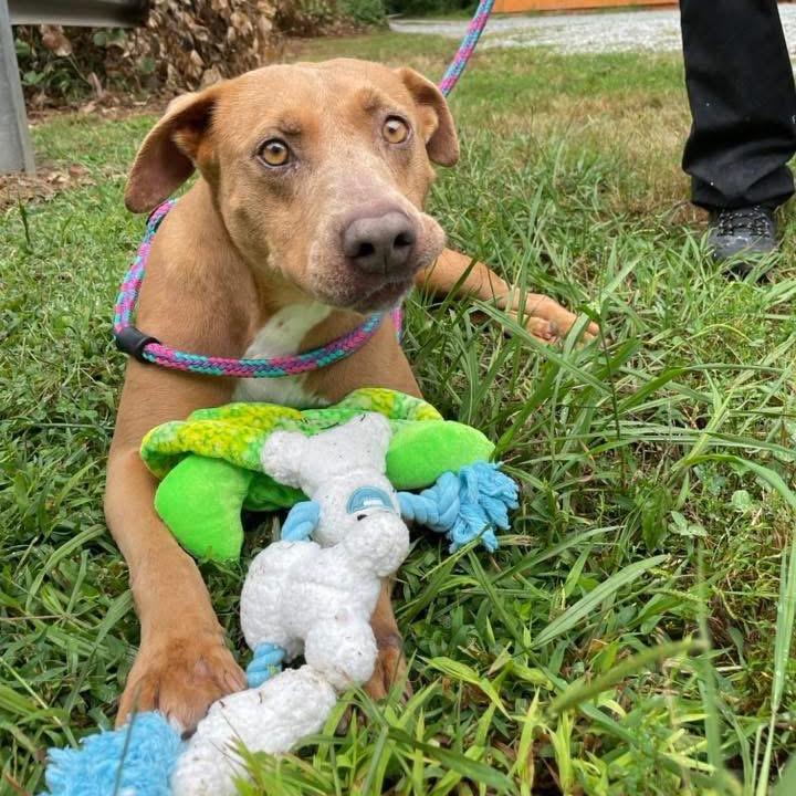 Mivvie 25-1280, a Adoptable Mixed Breed in Yanceyville, NC image 4/5