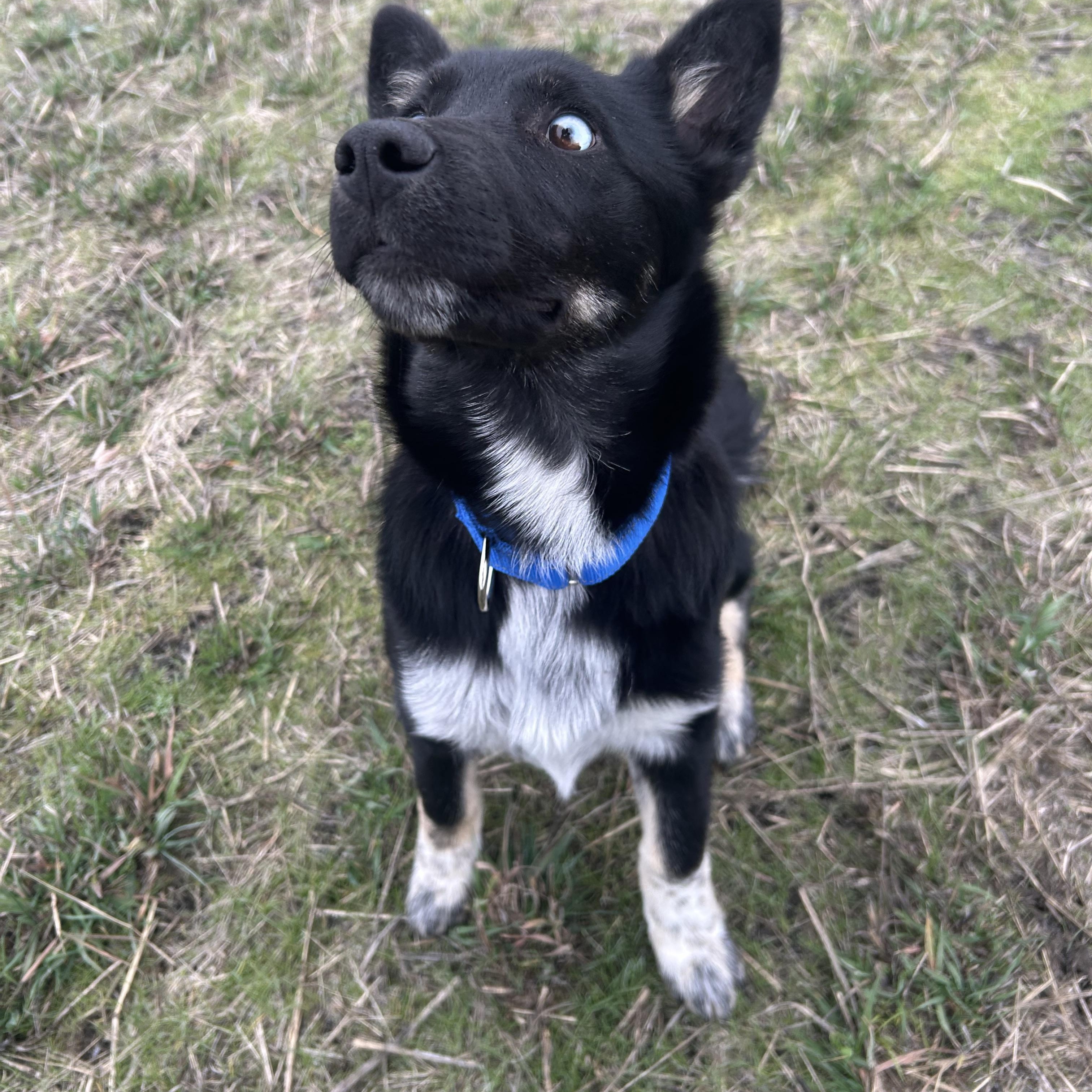 Enlarge LILLY ***Courtest Listing for Luke’s Legacy**, a ADOPTABLE mixed breed in COEUR D ALENE, ID image 4/5