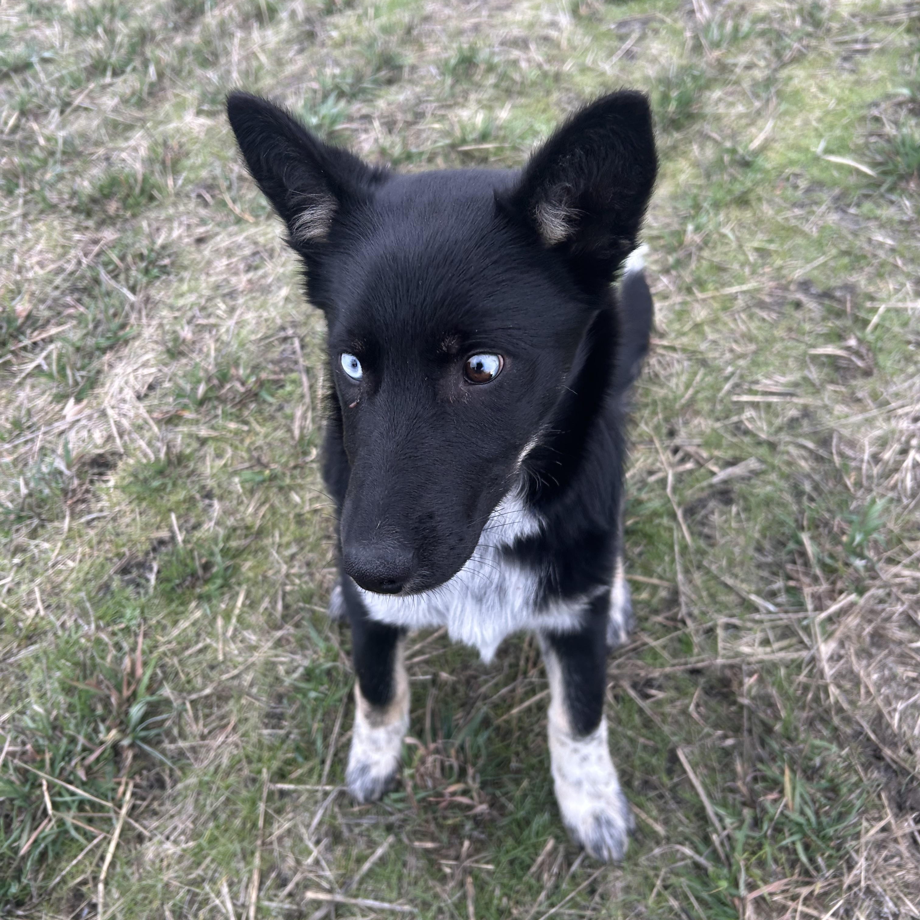 Enlarge LILLY ***Courtest Listing for Luke’s Legacy**, a ADOPTABLE mixed breed in COEUR D ALENE, ID image 3/5