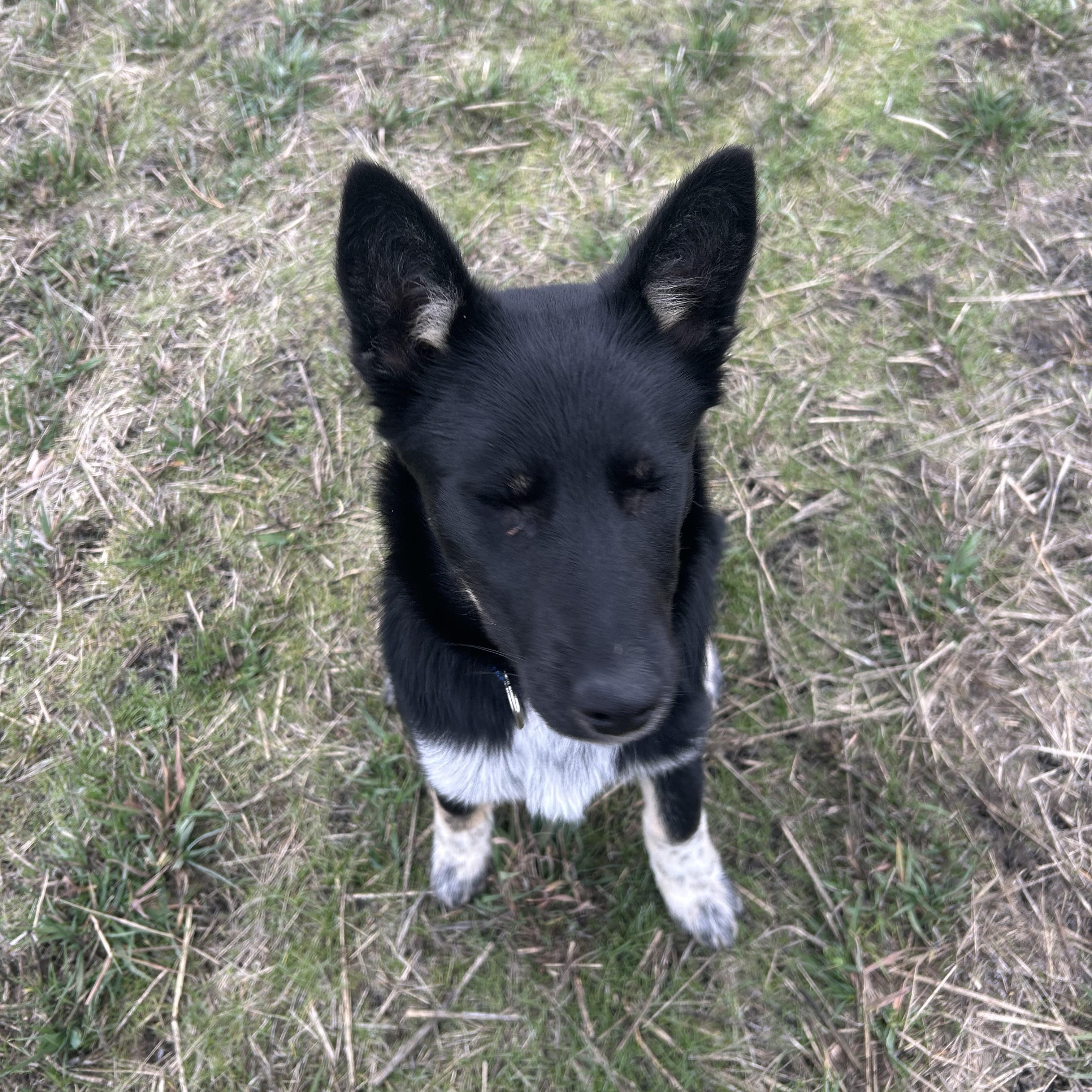 Enlarge LILLY ***Courtest Listing for Luke’s Legacy**, a ADOPTABLE mixed breed in COEUR D ALENE, ID image 5/5