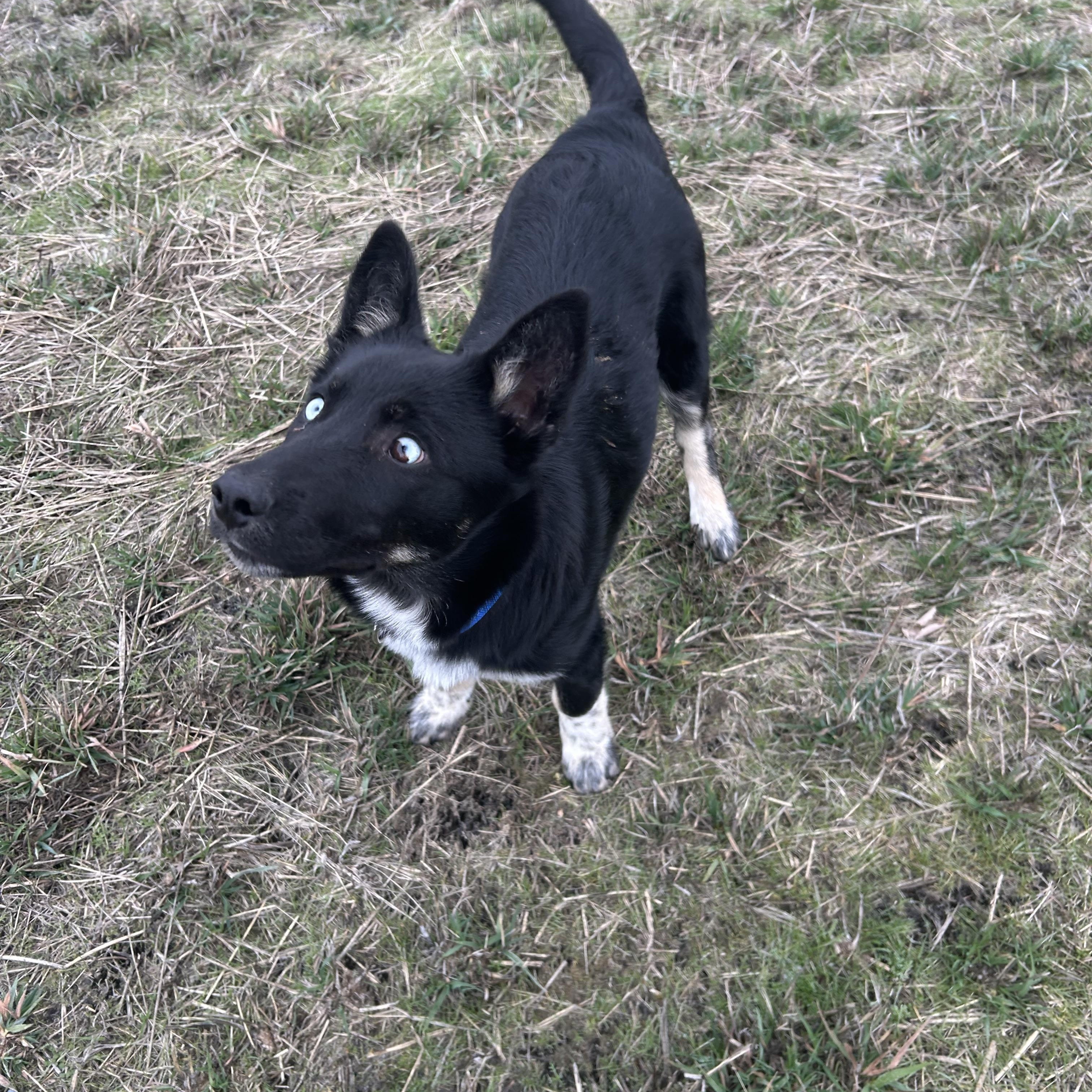 Enlarge LILLY ***Courtest Listing for Luke’s Legacy**, a ADOPTABLE mixed breed in COEUR D ALENE, ID image 1/5