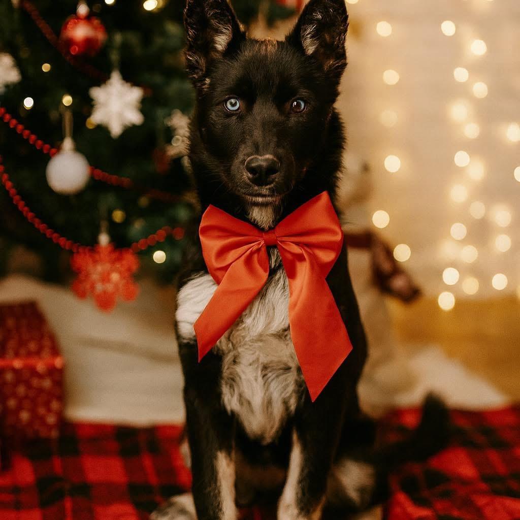 Enlarge LILLY ***Courtest Listing for Luke’s Legacy**, a ADOPTABLE mixed breed in COEUR D ALENE, ID image 2/5