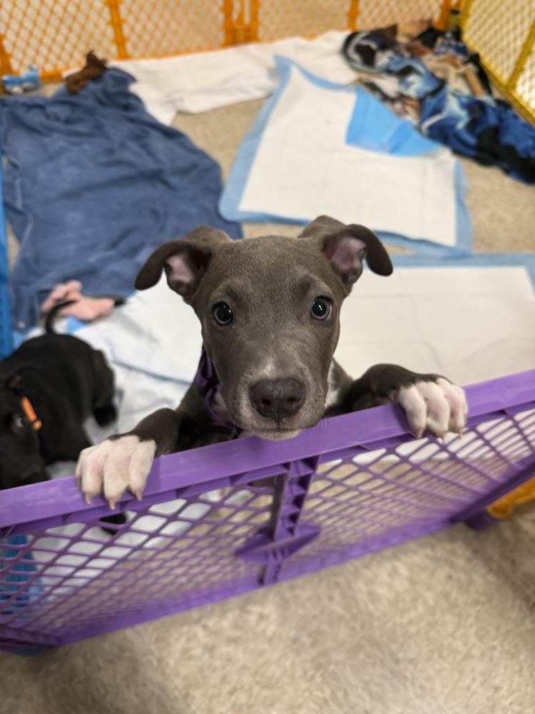 Layla (January Trio 2026), Adoptable, Puppy Female Pit Bull Terrier & American Staffordshire Terrier.