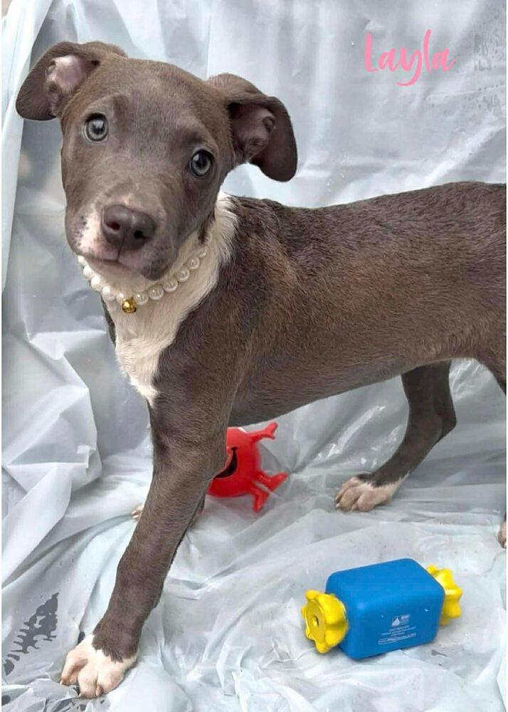 Layla (January Trio 2026), Adoptable, Puppy Female Pit Bull Terrier & American Staffordshire Terrier.