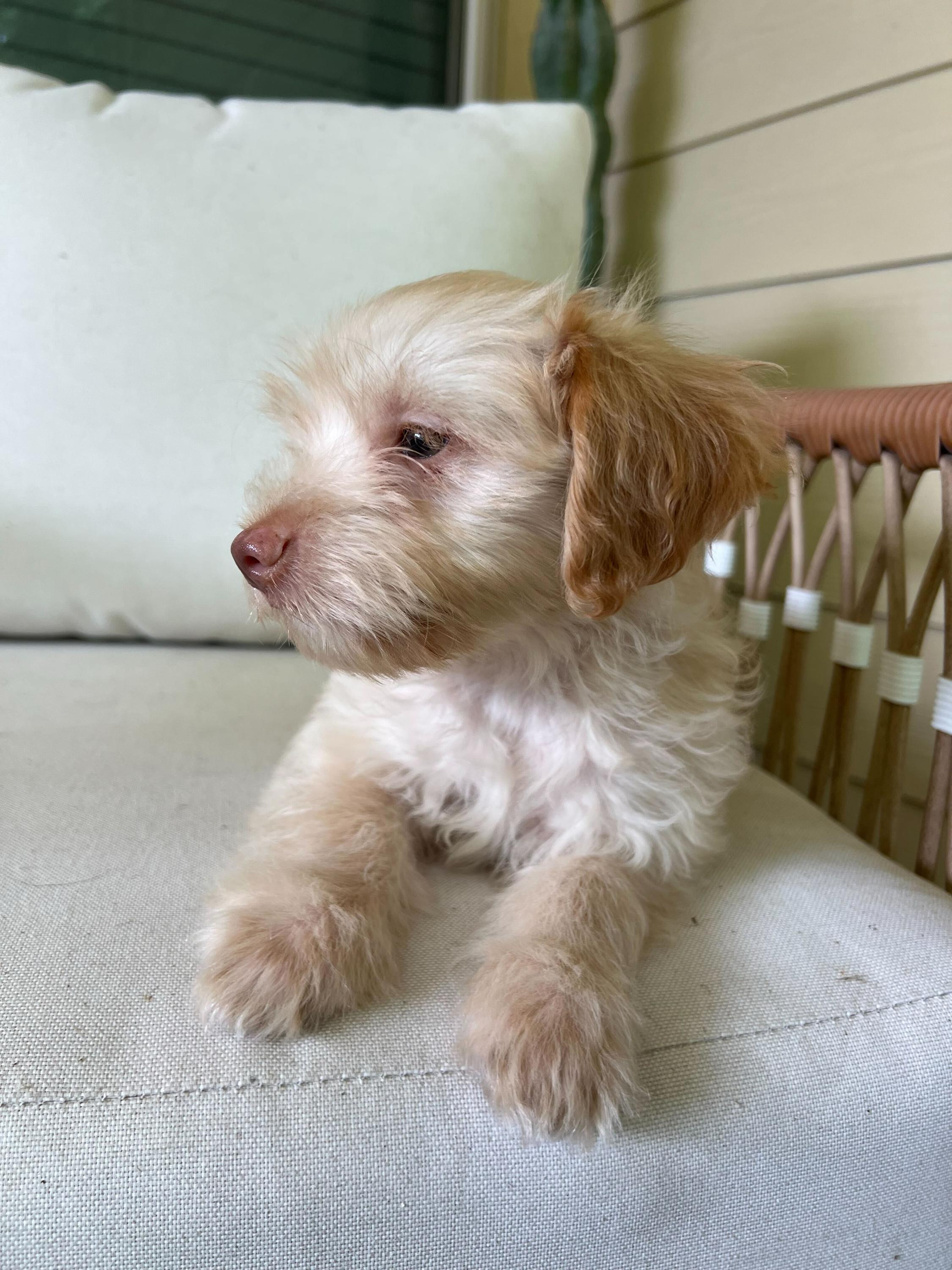 Enlarge Beckham, an adopted mixed breed in Pflugerville, TX image 5/6