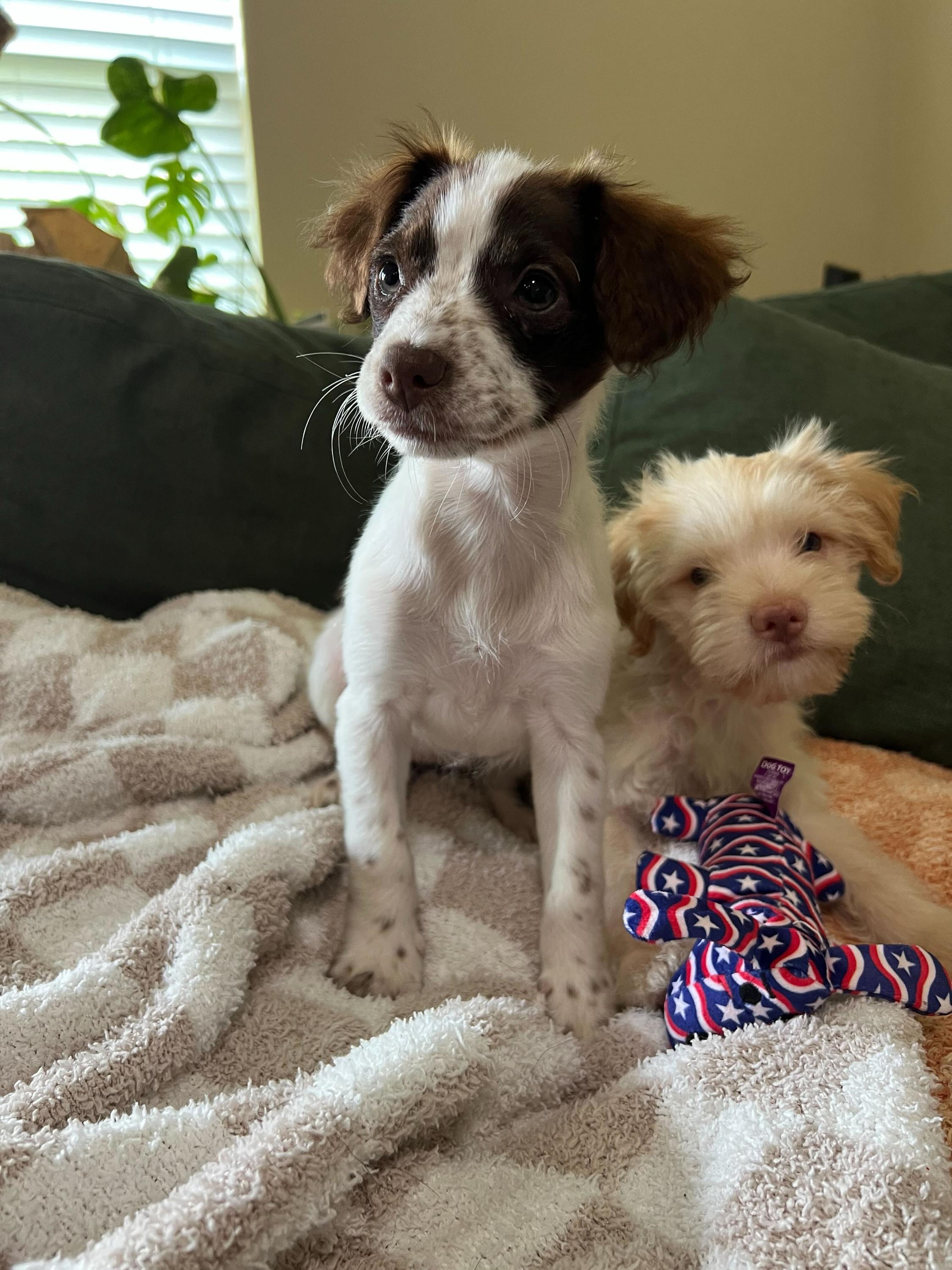 Enlarge Beckham, an adopted mixed breed in Pflugerville, TX image 4/6