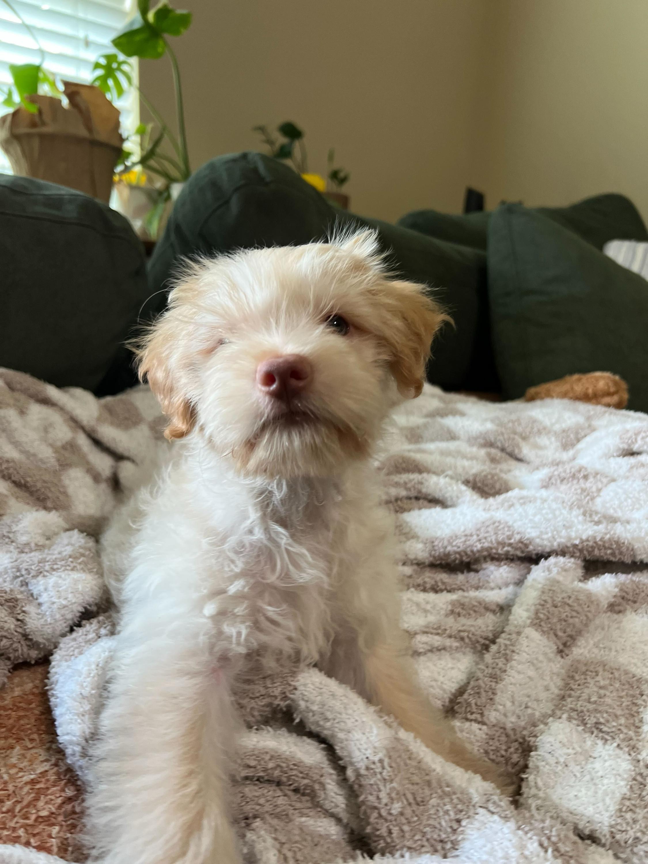 Enlarge Beckham, an adopted mixed breed in Pflugerville, TX image 6/6