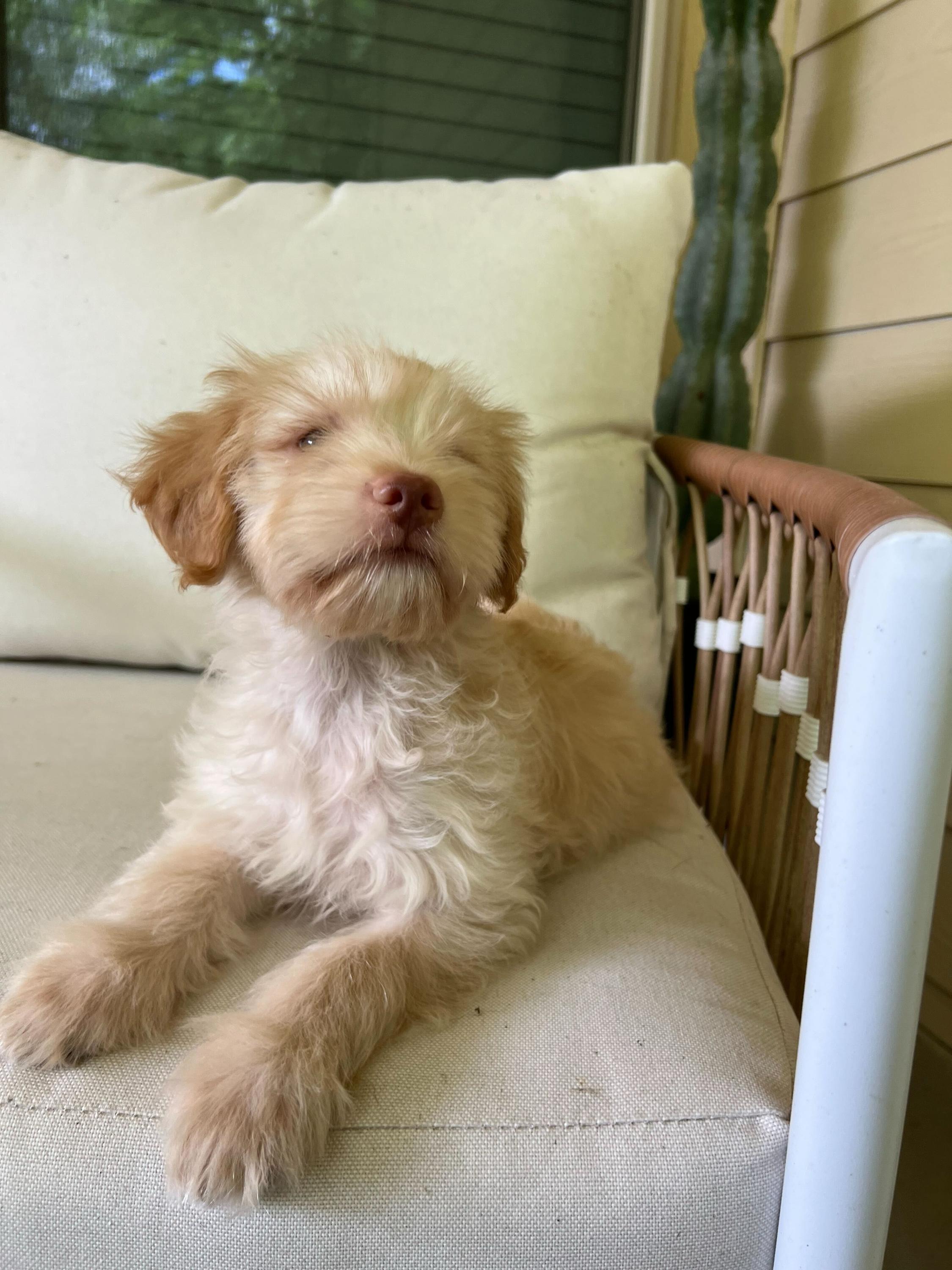 Enlarge Beckham, an adopted mixed breed in Pflugerville, TX image 2/6