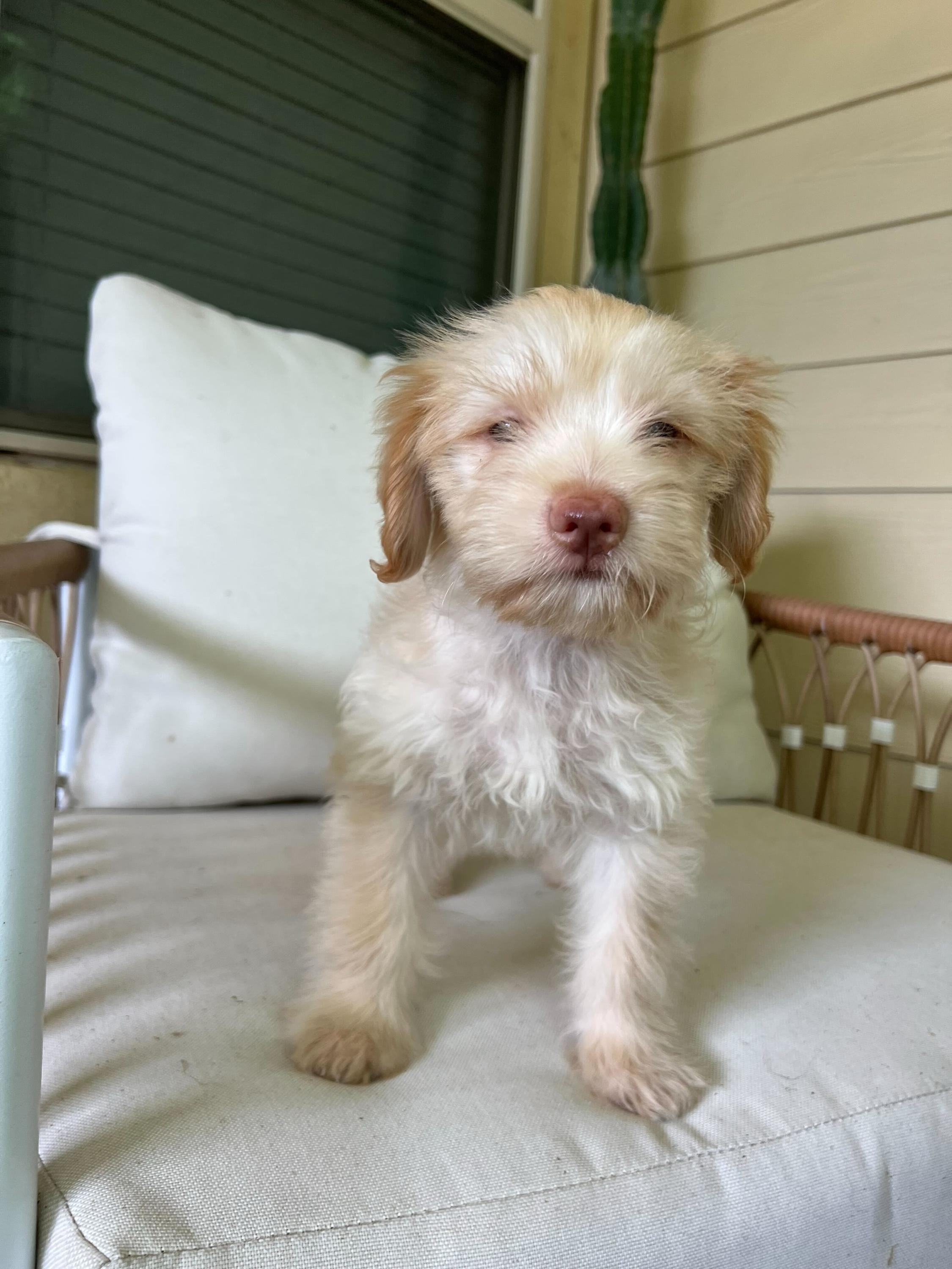 Beckham, adopted, Puppy Male Maltipoo.