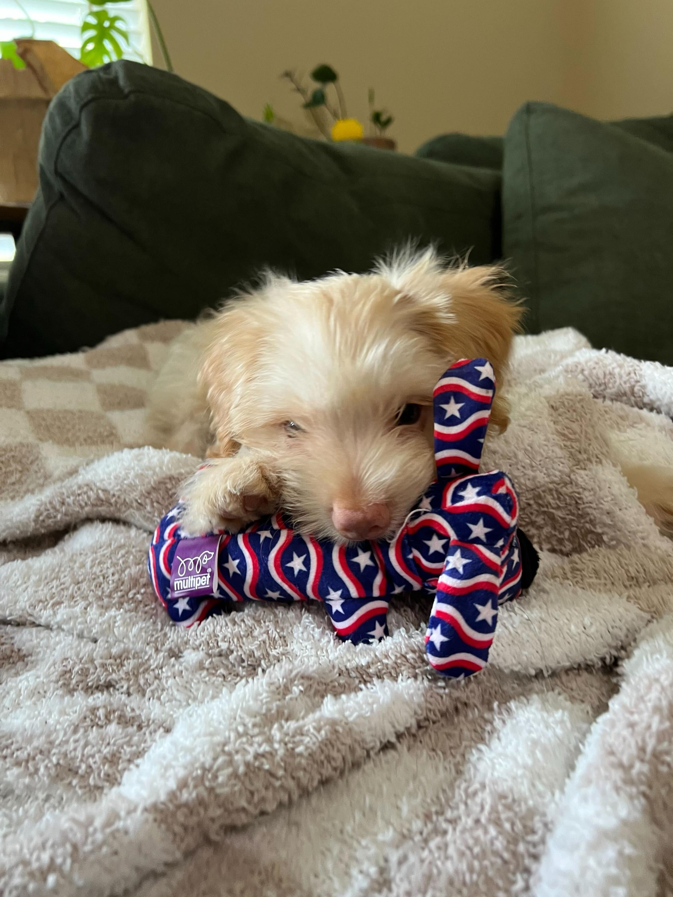 Enlarge Beckham, an adopted mixed breed in Pflugerville, TX image 3/6