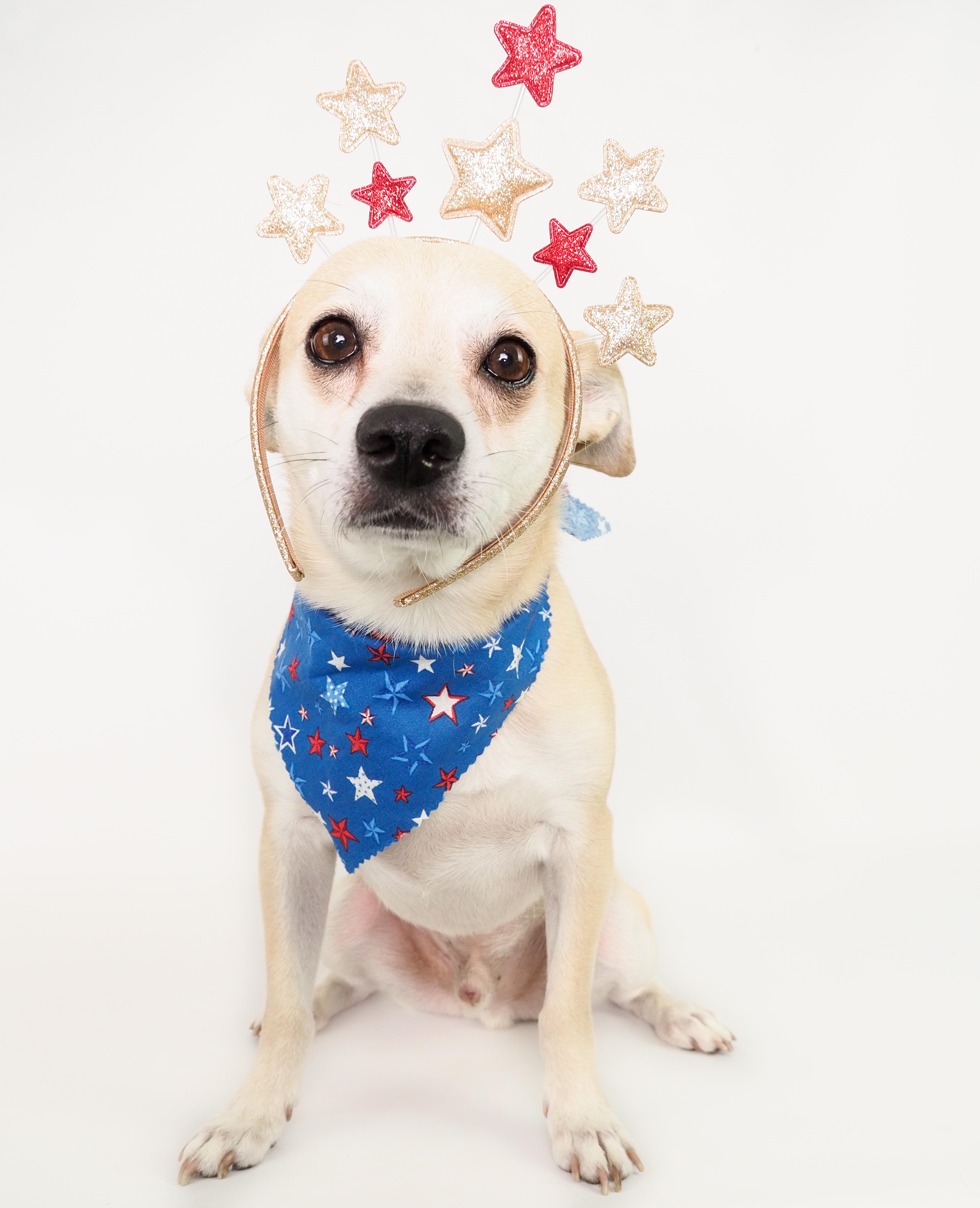 Mr. Pickles, Young Male Chihuahua