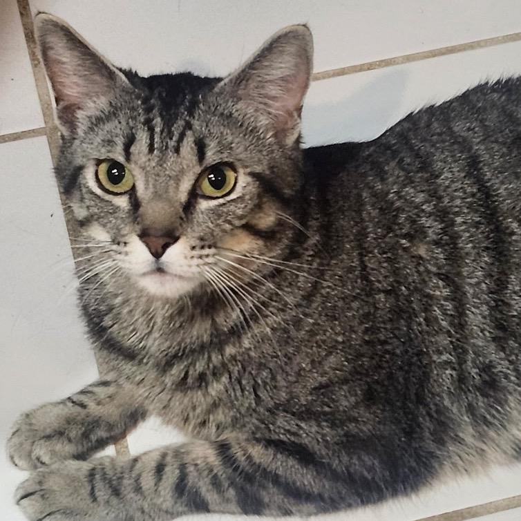 Birdie **Off-Site Foster Home**, Adoptable, Adult Female Domestic Short Hair.