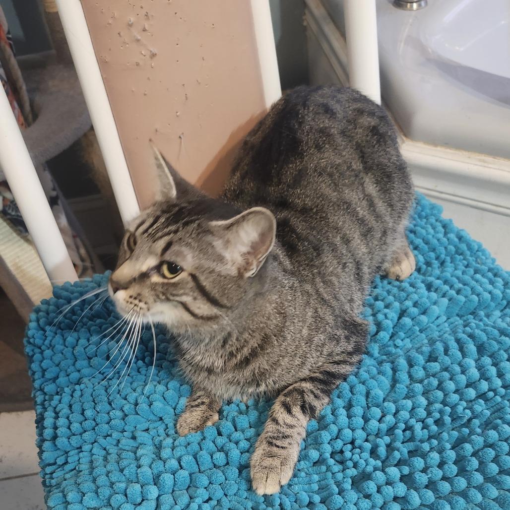 Enlarge Birdie, a Adoptable Domestic Short Hair in Troy, IL image 1/1