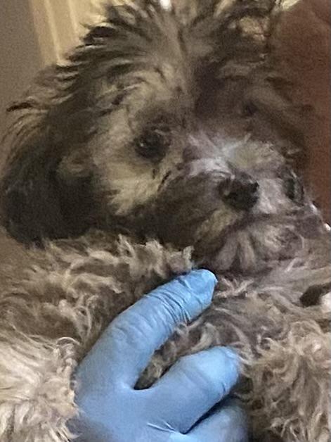 Buffy, ADOPTABLE, Puppy Female Yorkie Poo.