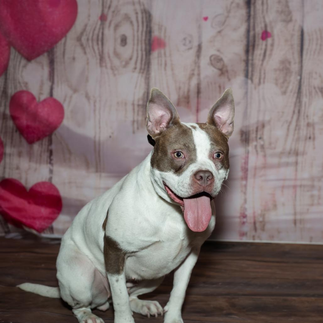 Becky, a Adoptable Mixed Breed in Plainfield, IL image 1/3