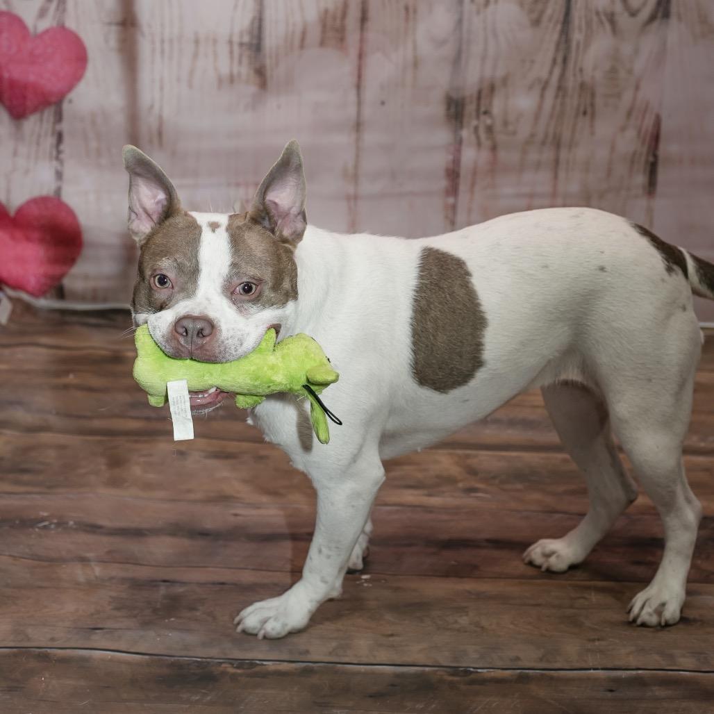 Becky, a Adoptable Mixed Breed in Plainfield, IL image 2/3