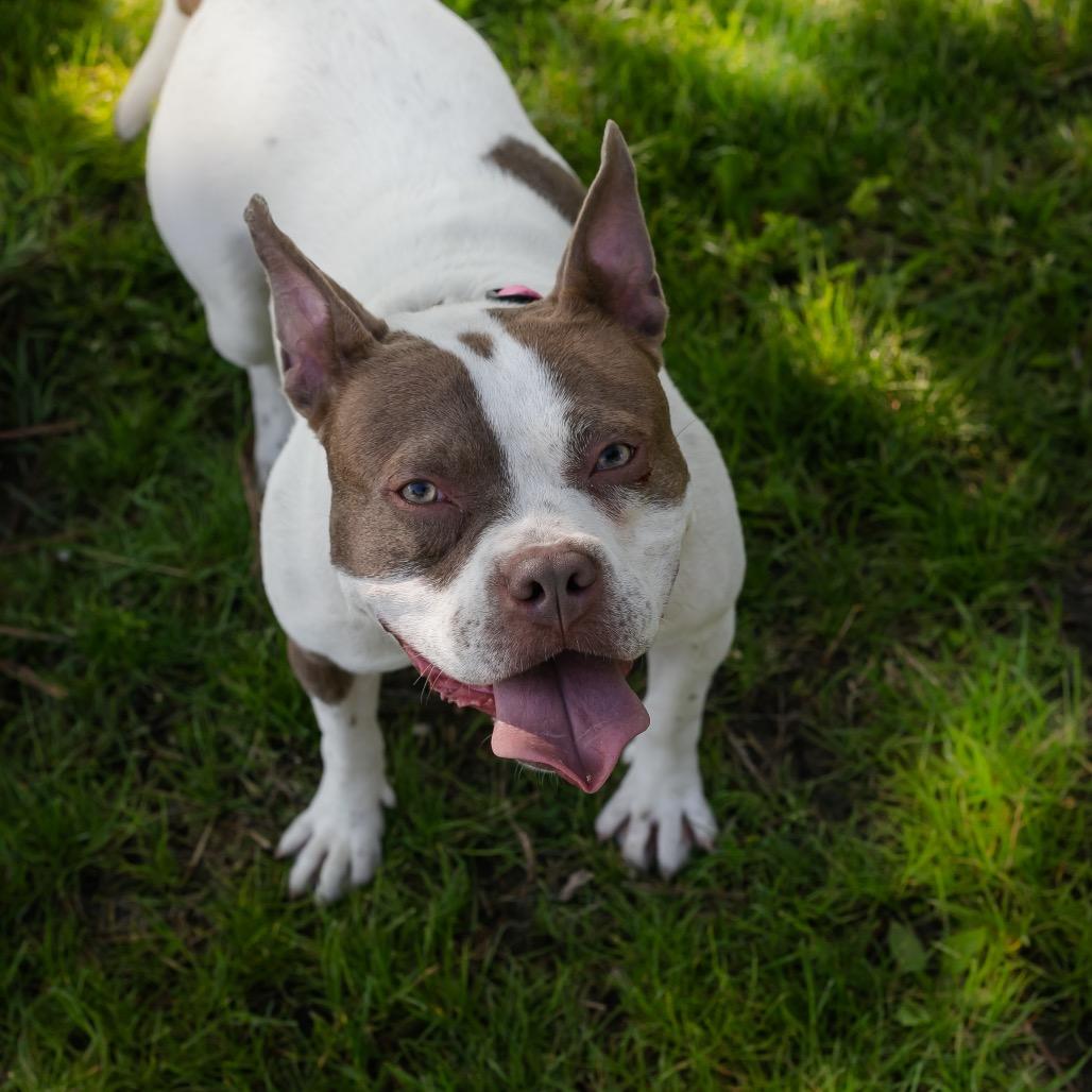 Enlarge Becky, a Adoptable Mixed Breed in Plainfield, IL image 4/6