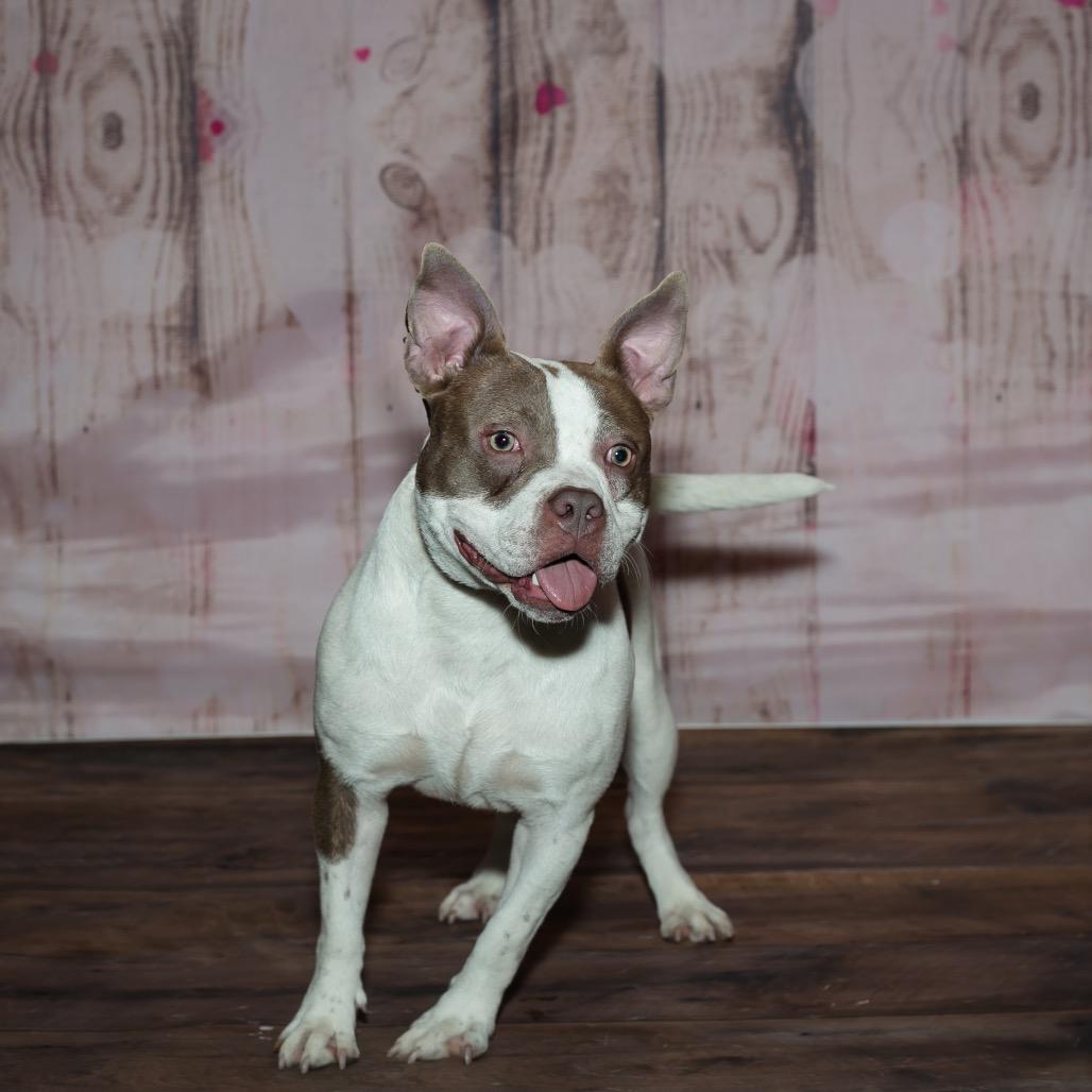 Becky, a Adoptable Mixed Breed in Plainfield, IL image 3/3