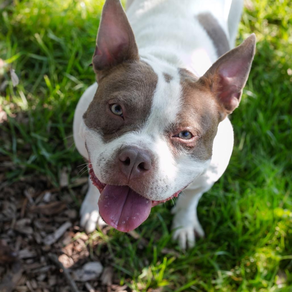 Enlarge Becky, a Adoptable Mixed Breed in Plainfield, IL image 6/6