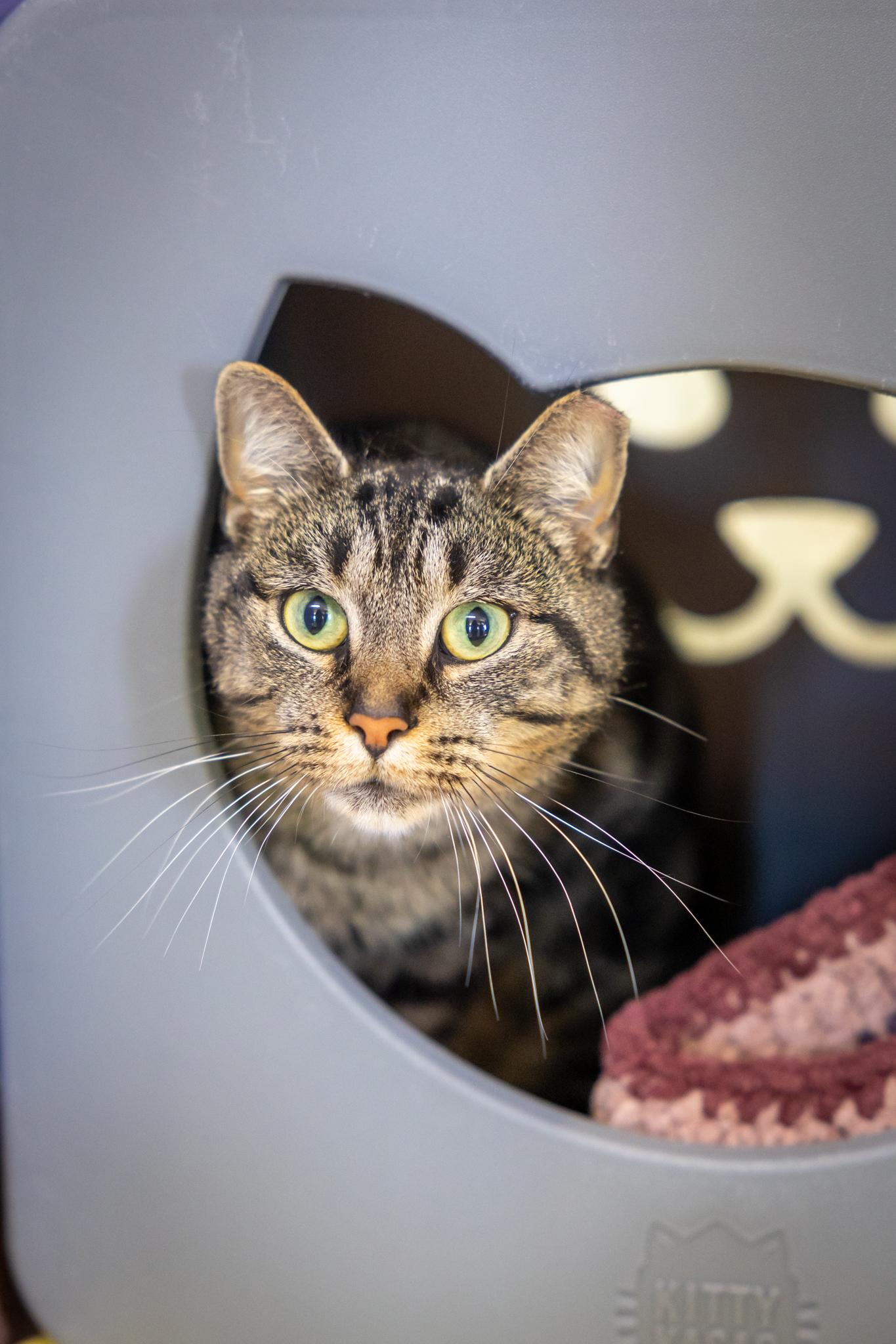 Soleil, an adopted Domestic Short Hair in Hamilton, ON image 1/3
