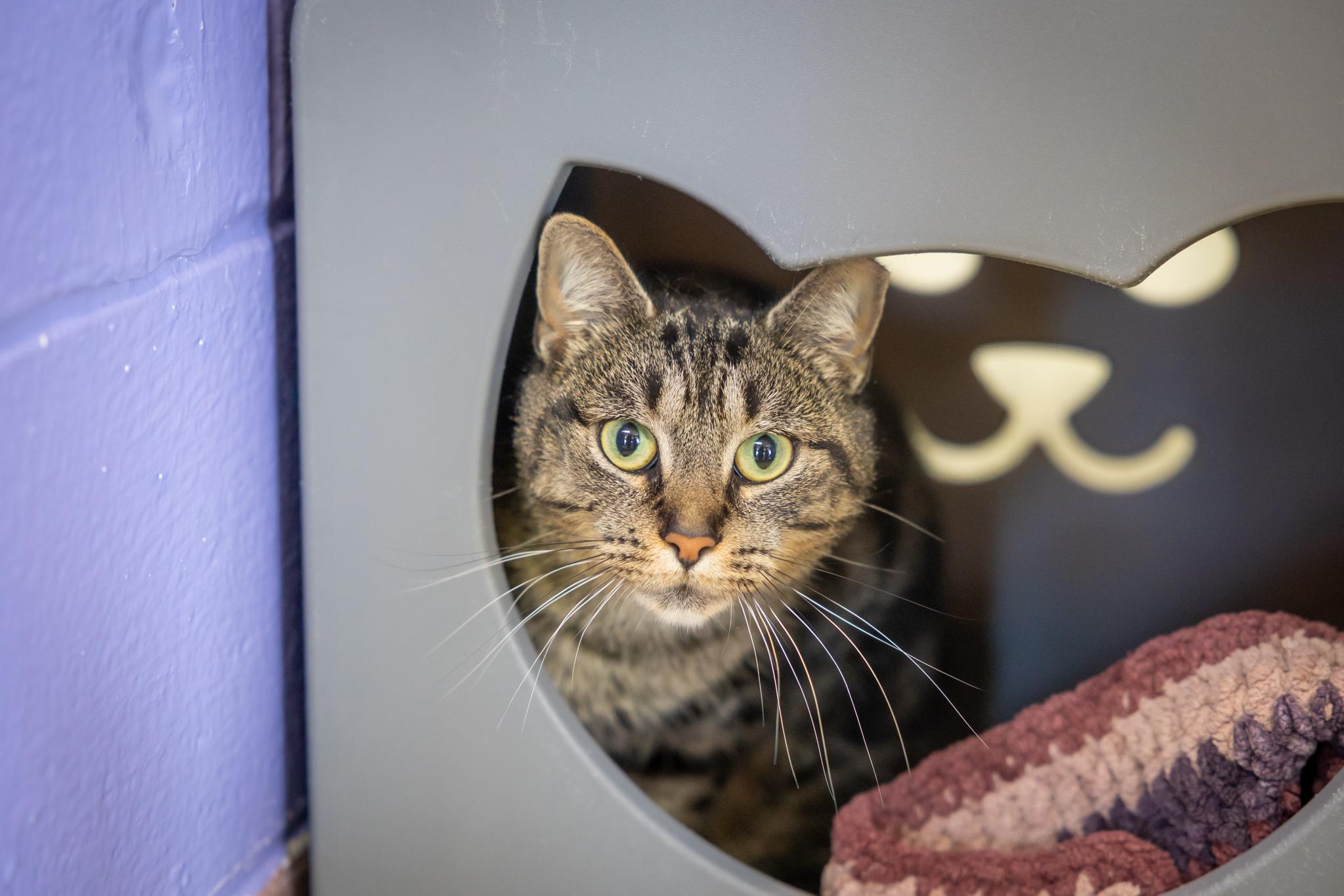 Soleil, an adopted Domestic Short Hair in Hamilton, ON image 3/3