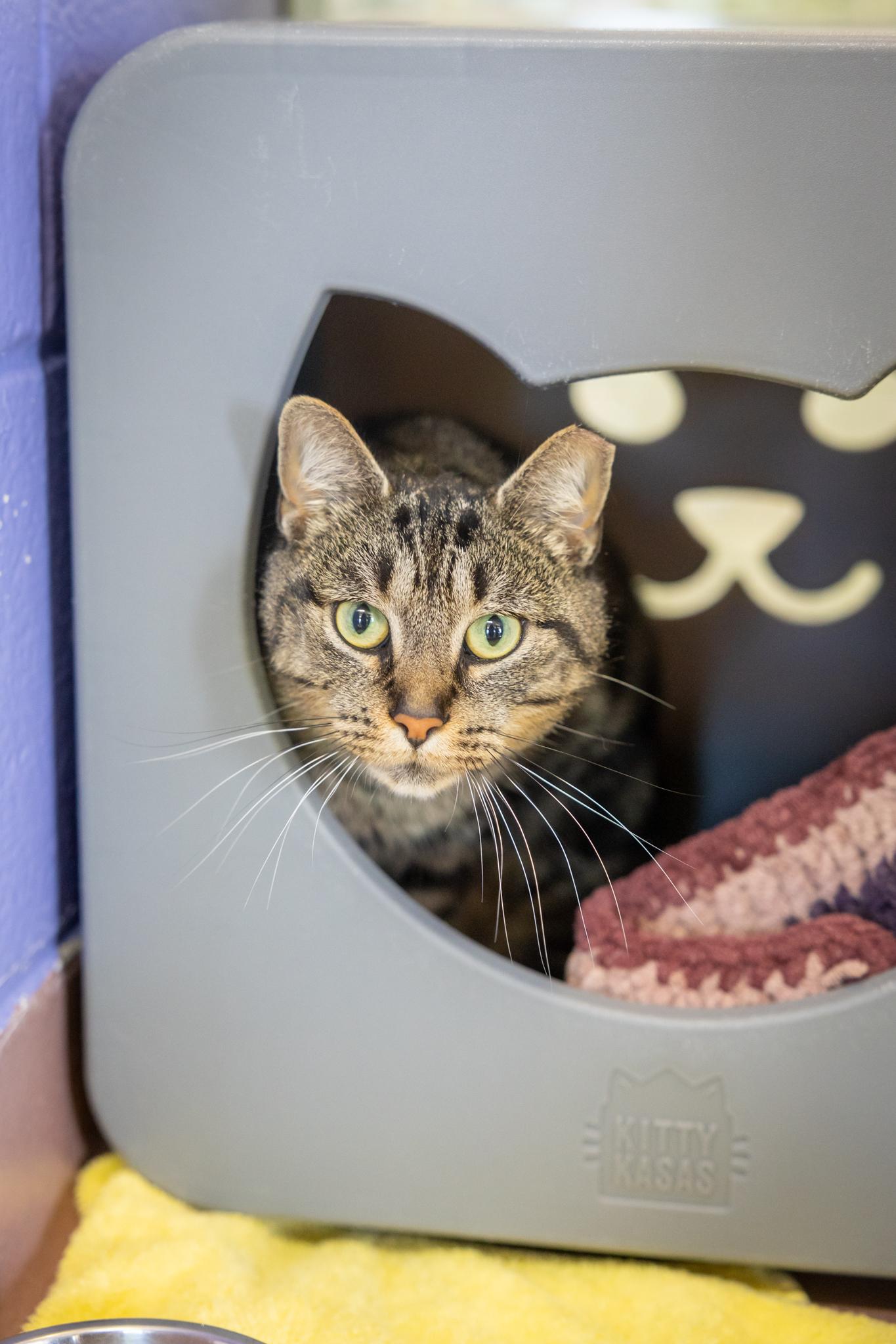 Soleil, an adopted Domestic Short Hair in Hamilton, ON image 2/3