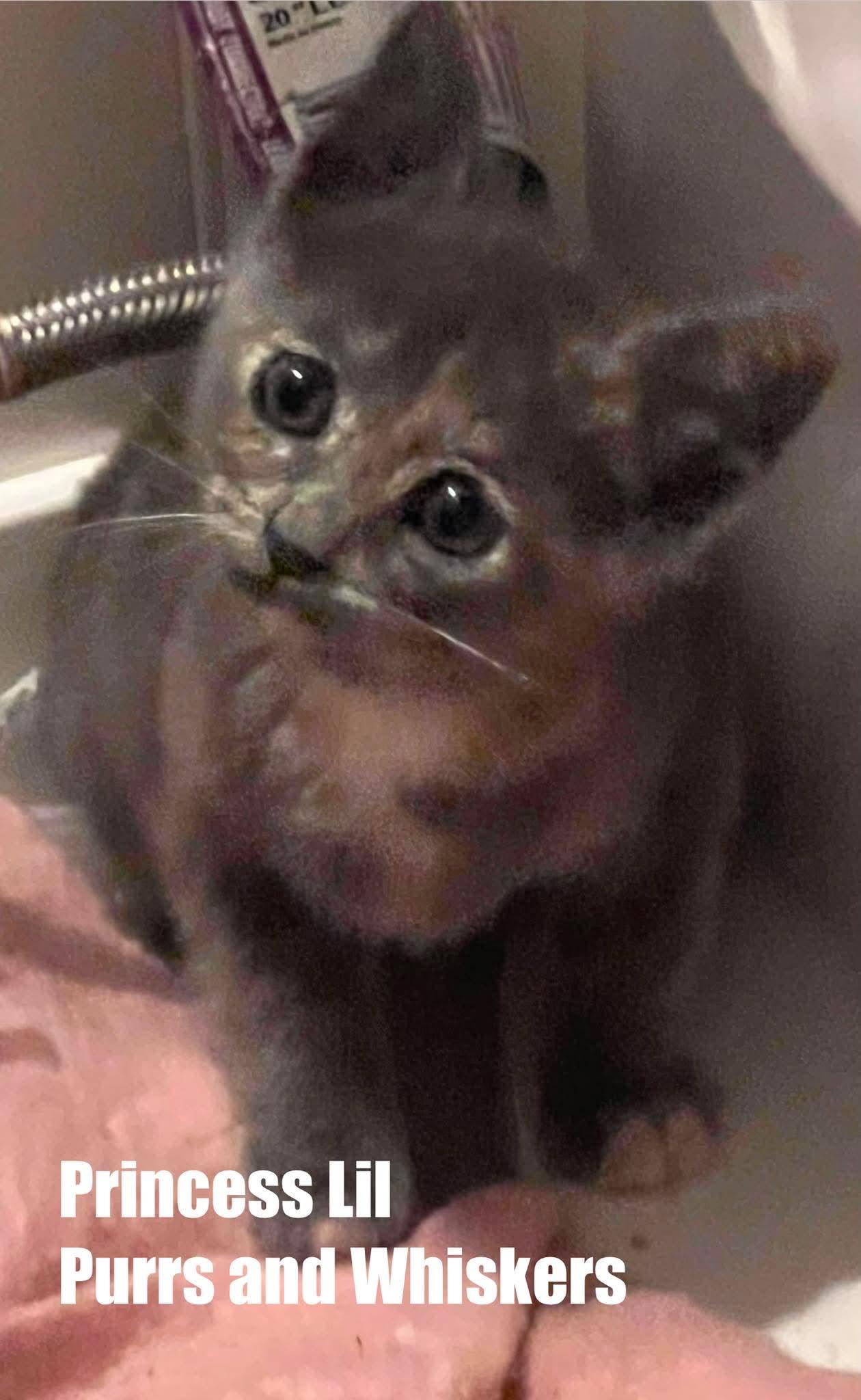 Enlarge Princess Lil, an adopted Domestic Short Hair in New Hartford, NY image 2/2