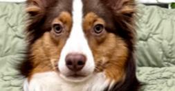 0993 Pookie (formerly Suki), Adoptable, Young Female Australian Shepherd & Border Collie.