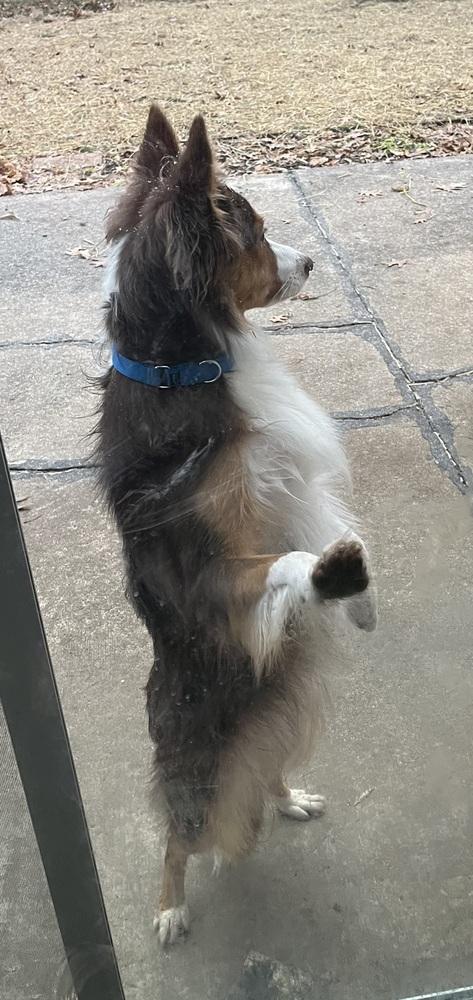 Enlarge 0993 Pookie (formerly Suki), a Adoptable mixed breed in South Bend, IN image 2/6