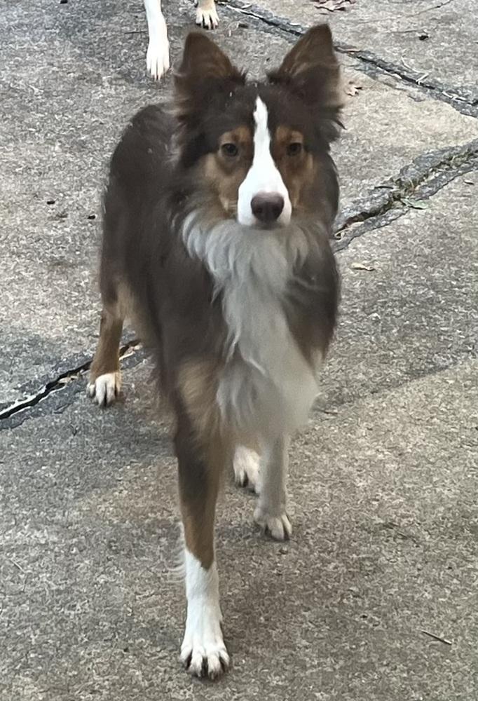 Enlarge 0993 Pookie (formerly Suki), a Adoptable mixed breed in South Bend, IN image 3/6