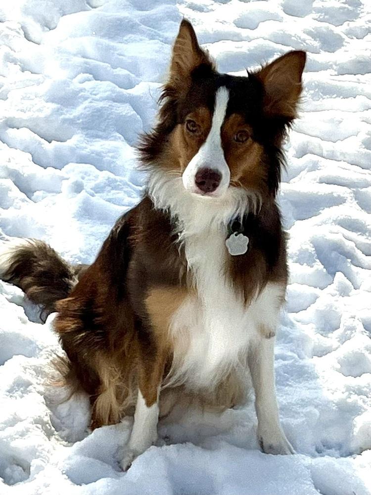 Enlarge 0993 Pookie (formerly Suki), a Adoptable mixed breed in South Bend, IN image 6/6
