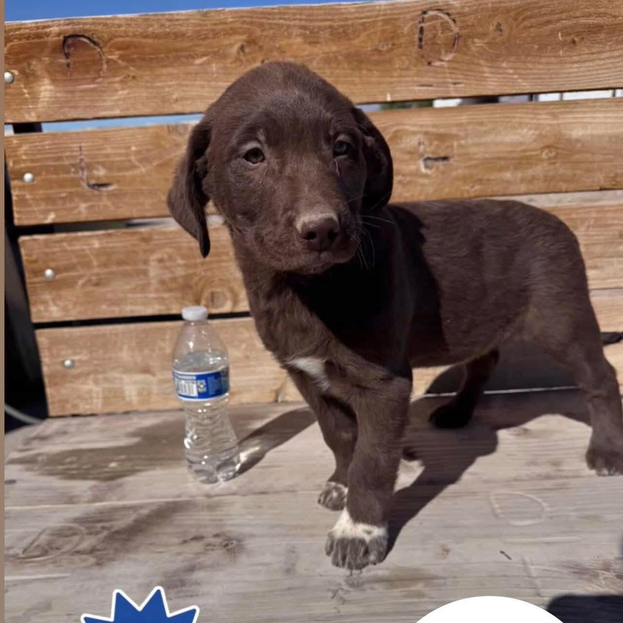 Obi, ADOPTABLE, Puppy Male Australian Cattle Dog / Blue Heeler & Labradoodle.