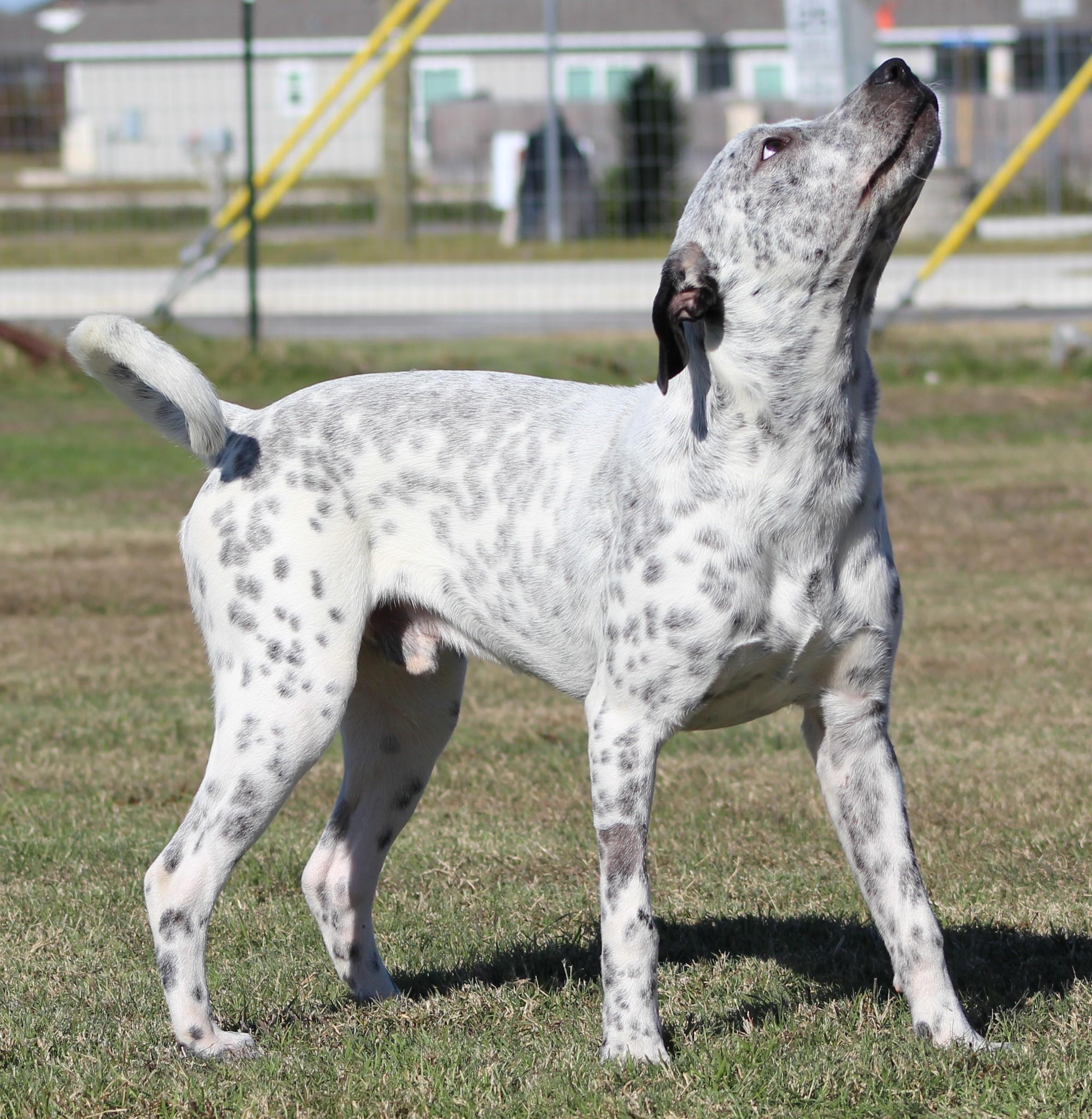 Baxter Black, ADOPTABLE, Young Male Mixed Breed.
