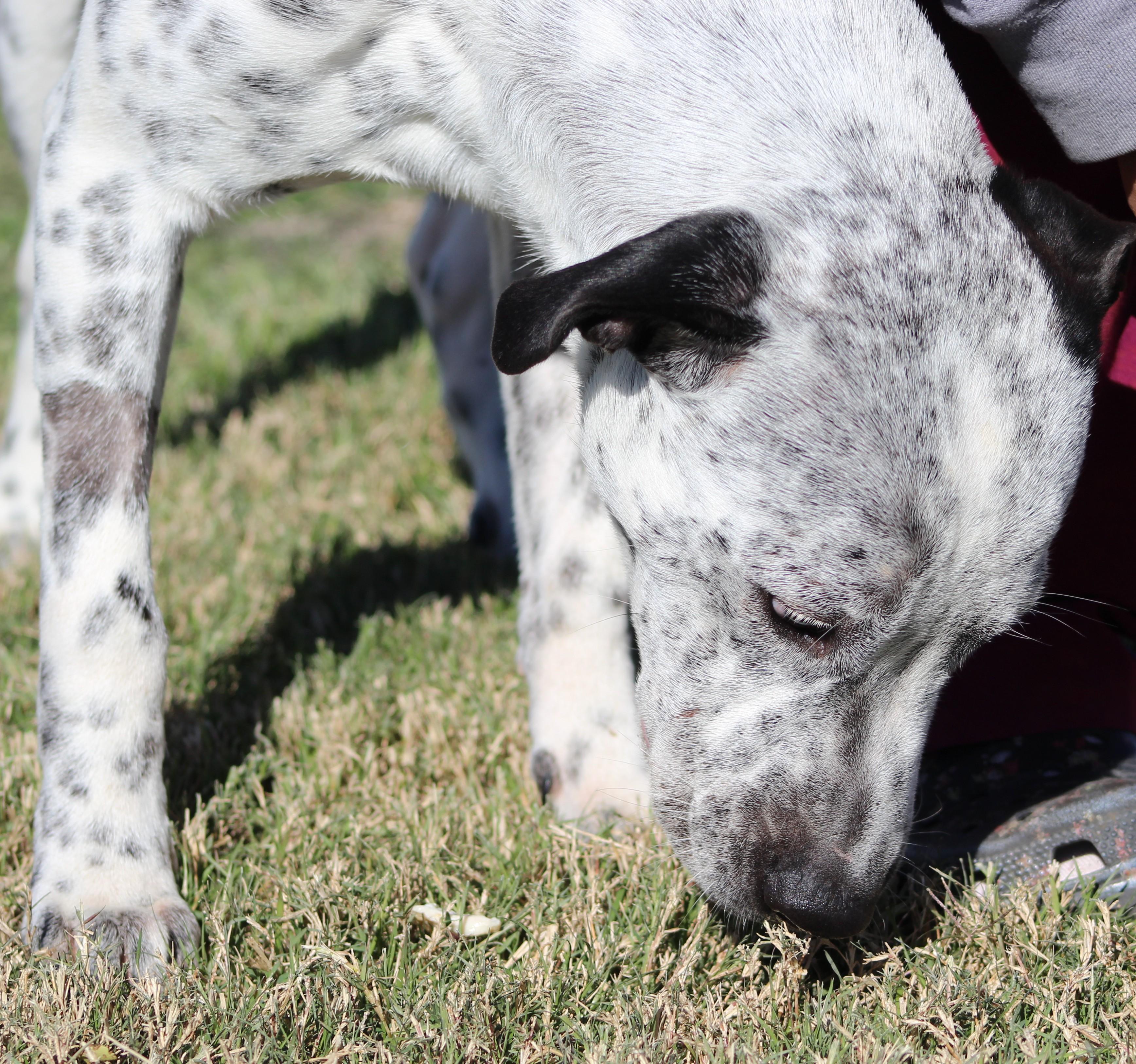 Enlarge Baxter Black, a ADOPTABLE Mixed Breed in Temple, TX image 2/5