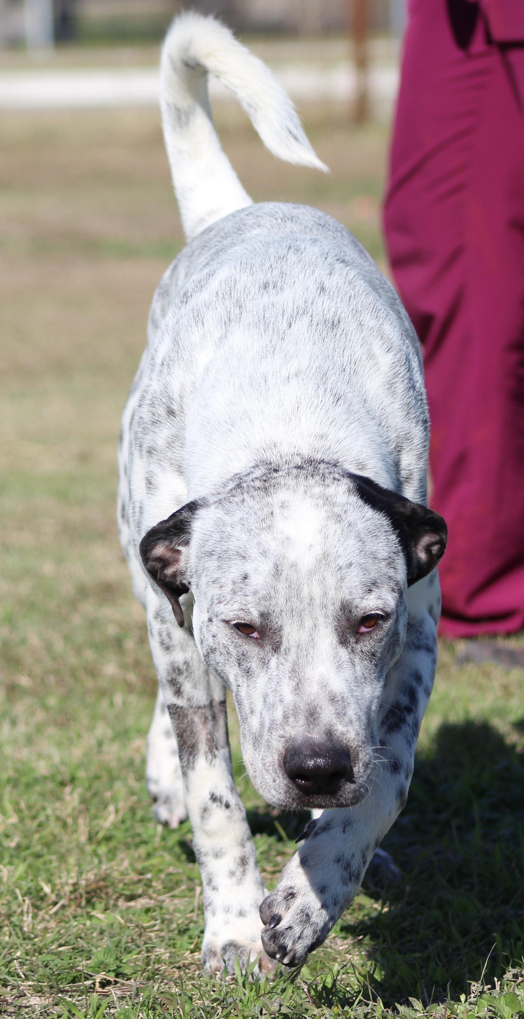 Enlarge Baxter Black, a ADOPTABLE Mixed Breed in Temple, TX image 5/5