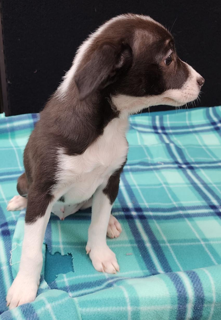 Enlarge Tia, a Adoptable Mixed Breed in Neillsville, WI image 4/5